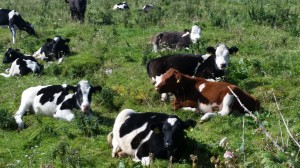 Dairy cows dot the County Cork landscape -- and milk cans are common as well.